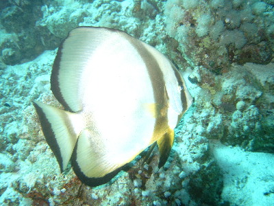 image32