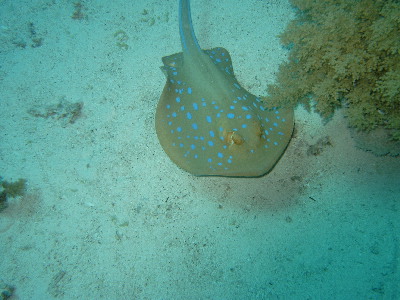 image35