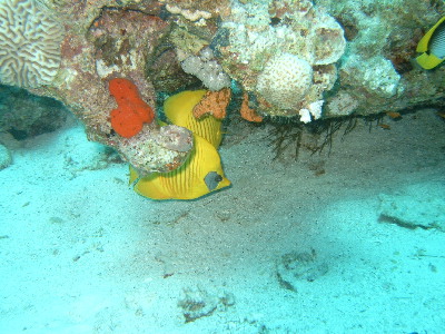 image36