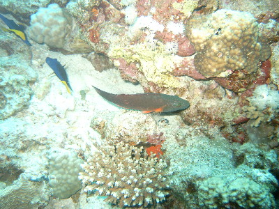 image6