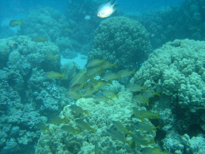 image18