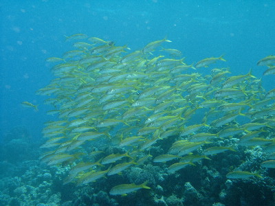 image19