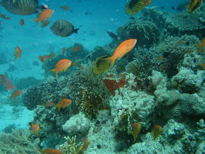image30