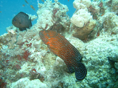 image31