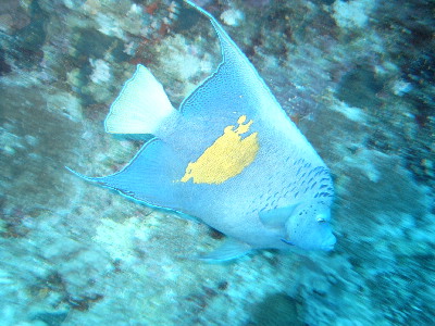 image39