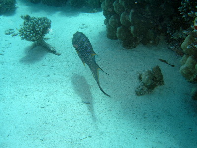 image43