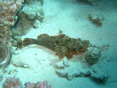 image46
