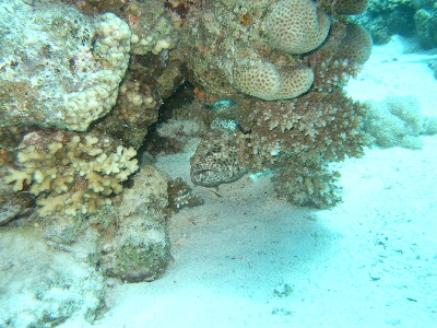 image48