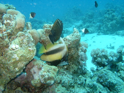 image5