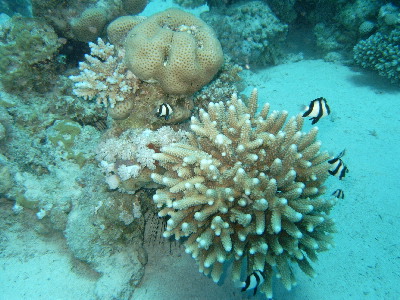 image6